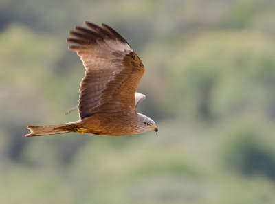 Bird picture: Milvus migrans / Zwarte Wouw / Black Kite