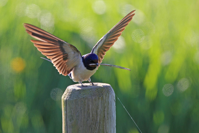 Bird picture: Hirundo rustica / Boerenzwaluw / Swallow