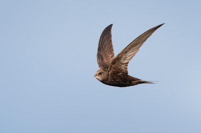 Bird picture: Apus apus / Gierzwaluw / Swift