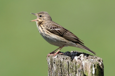 Bird picture: Anthus trivialis / Boompieper / Tree Pipit