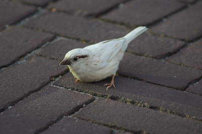 de laatste ode aan de witte huismus,hij had nog een nest maar niet meer gezien,dus hij was nu helaas toch de klos,weg hoop op wittejonkies!