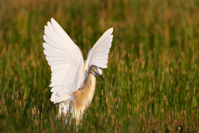Bird picture: Ardeola ralloides / Ralreiger / Squacco Heron