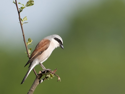 Bird picture: Lanius collurio / Grauwe Klauwier / Red-backed Shrike