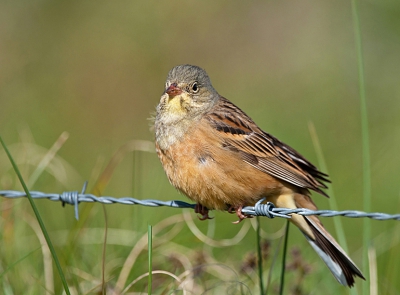 Bird picture: Emberiza hortulana / Ortolaan / Ortolan Bunting