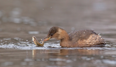 Bird picture: Tachybaptus ruficollis / Dodaars / Little Grebe