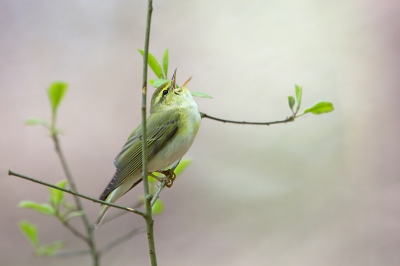 Bird picture: Phylloscopus sibilatrix / Fluiter / Wood Warbler