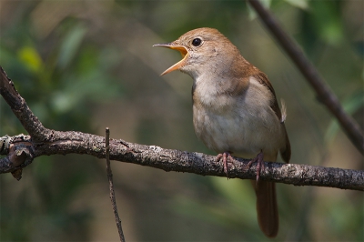 Bird picture: Luscinia megarhynchos / Nachtegaal / Nightingale