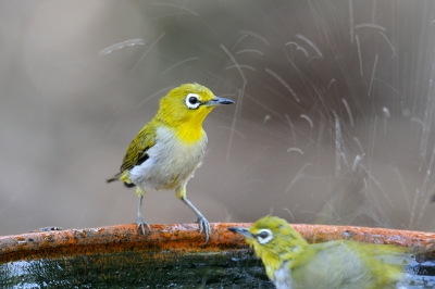 Bird picture: Zosterops palpebrosus / Indische Brilvogel / Oriental White-eye