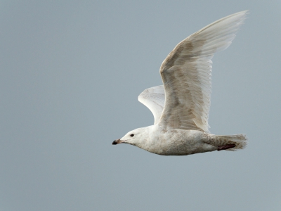 Bird picture: Larus glaucoides / Kleine Burgemeester / Iceland Gull