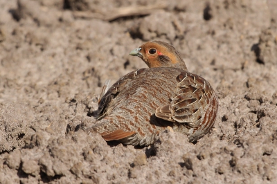 Bird picture: Perdix perdix / Patrijs / Partridge