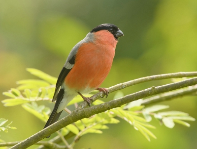 Bird picture: Pyrrhula pyrrhula / Goudvink / Bullfinch