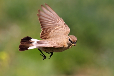 Bird picture: Oenanthe isabellina / Izabeltapuit / Isabelline Wheatear