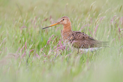 Bird picture: Limosa limosa / Grutto / Black-tailed Godwit