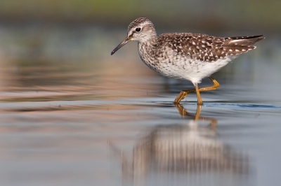 Bird picture: Tringa glareola / Bosruiter / Wood Sandpiper