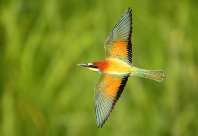 Bird picture: Merops apiaster / Bijeneter / Bee-eater