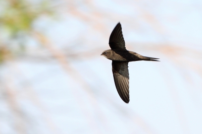 Bird picture: Apus apus / Gierzwaluw / Swift