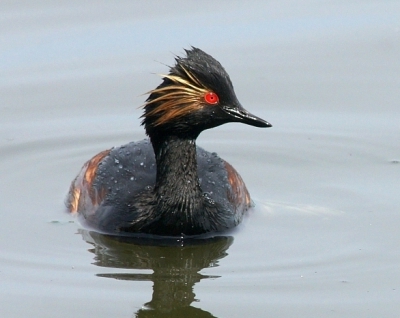 Bird picture: Podiceps nigricollis / Geoorde Fuut / Black-necked Grebe