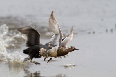 Bird picture: Anas querquedula / Zomertaling / Garganey