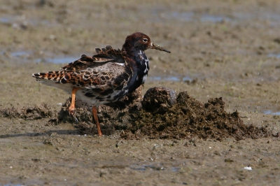 Bird picture: Philomachus pugnax / Kemphaan / Ruff