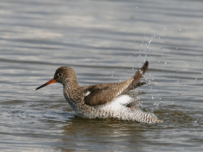 Bird picture: Tringa totanus / Tureluur / Redshank