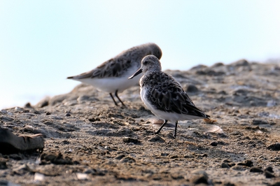 Bird picture: Eurynorhynchus pygmeus / Lepelbekstrandloper / Spoonbilled Sandpiper