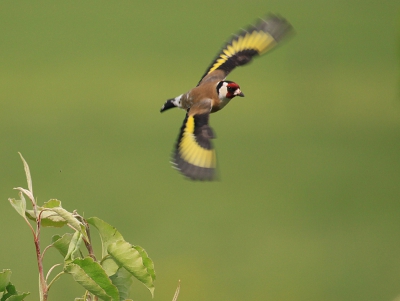 Bird picture: Carduelis carduelis / Putter / Goldfinch