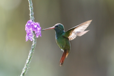 Bird picture: Amazilia tzacatl / Roodstaartkolibrie / Rufous-tailed Hummingbird