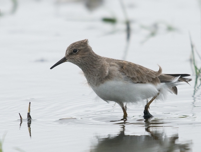 Bird picture: Calidris temminckii / Temmincks Strandloper / Temmincks Stint