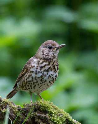 Bird picture: Turdus philomelos / Zanglijster / Song Thrush