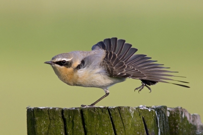 Bird picture: Oenanthe oenanthe / Tapuit / Wheatear
