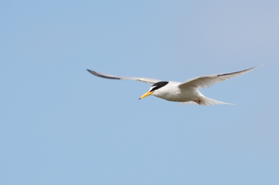 Bird picture: Sterna albifrons / Dwergstern / Little Tern