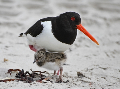 Bird picture: Haematopus ostralegus / Scholekster / Oystercatcher