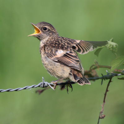 Bird picture: Saxicola torquata / Roodborsttapuit / Stonechat