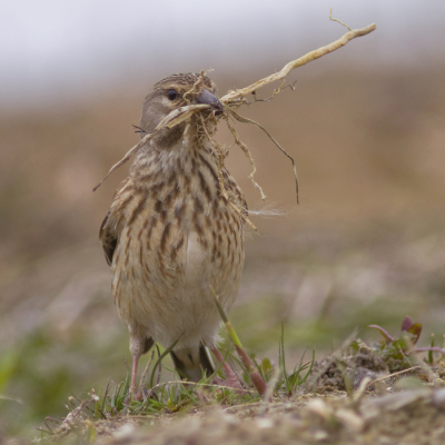 Bird picture: Carduelis cannabina / Kneu / Linnet