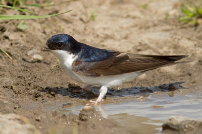 Bird picture: Delichon urbica / Huiszwaluw / House Martin