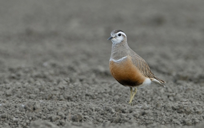 Bird picture: Charadrius morinellus / Morinelplevier / Dotterel