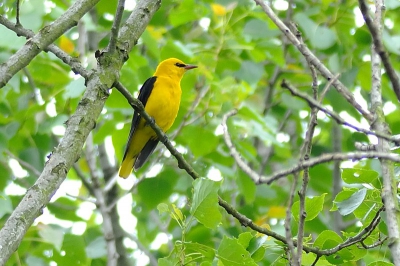 Bird picture: Oriolus oriolus / Wielewaal / Golden Oriole