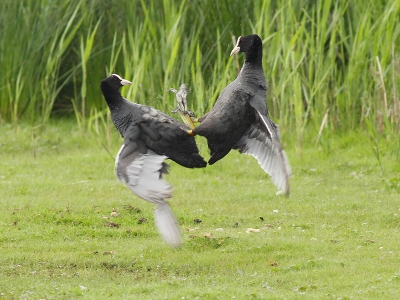 Bird picture: Fulica atra / Meerkoet / Coot