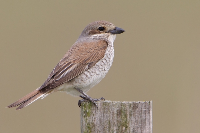 Bird picture: Lanius collurio / Grauwe Klauwier / Red-backed Shrike