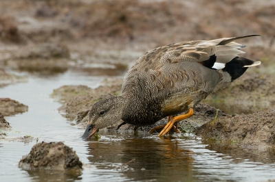 Bird picture: Anas strepera / Krakeend / Gadwall