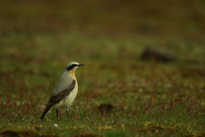 Bird picture: Oenanthe oenanthe / Tapuit / Wheatear