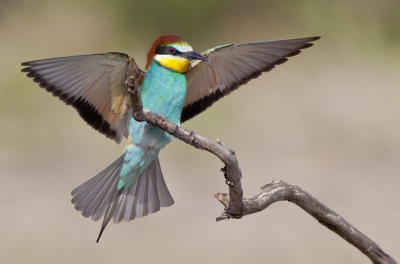 Bird picture: Merops apiaster / Bijeneter / Bee-eater