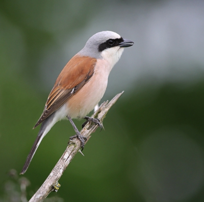 Bird picture: Lanius collurio / Grauwe Klauwier / Red-backed Shrike