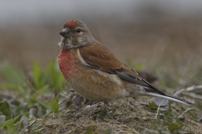 Bird picture: Carduelis cannabina / Kneu / Linnet