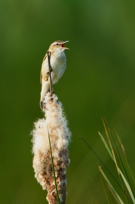 Bird picture: Acrocephalus schoenobaenus / Rietzanger / Sedge Warbler
