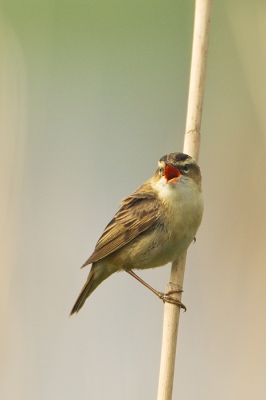 Bird picture: Acrocephalus schoenobaenus / Rietzanger / Sedge Warbler