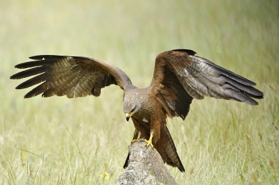 Bird picture: Milvus migrans / Zwarte Wouw / Black Kite