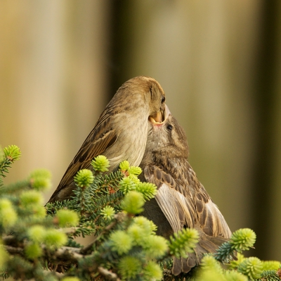 Bird picture: Passer domesticus / Huismus / House Sparrow