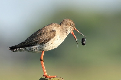 Bird picture: Tringa totanus / Tureluur / Redshank