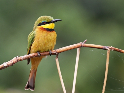 Bird picture: Merops pusillus / Dwerg bijeneter / Little bee-eater